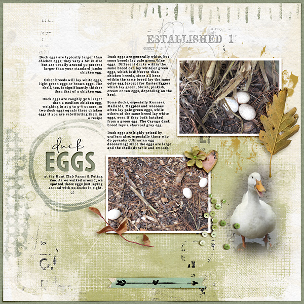 Duck Eggs