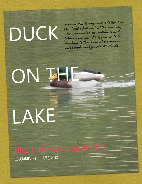 Duck-on-the-Lake