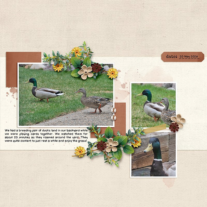 Ducks in the Yard
