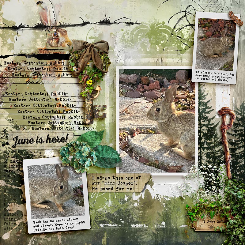 Eastern Cottontail Rabbit