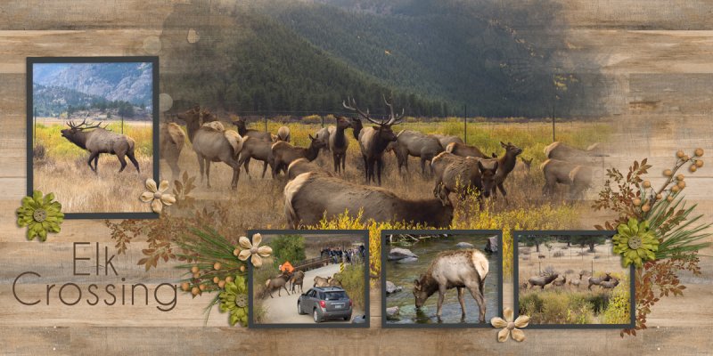 Elk Crossing