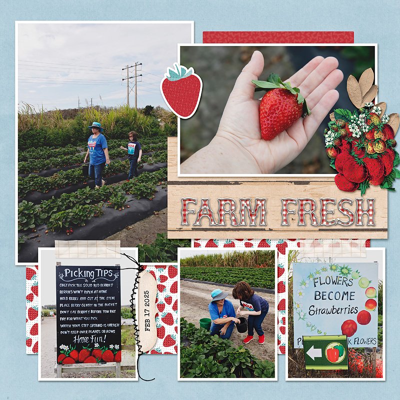 farm fresh strawberries