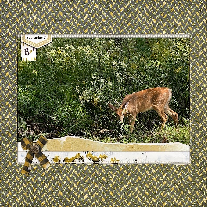 Fawn