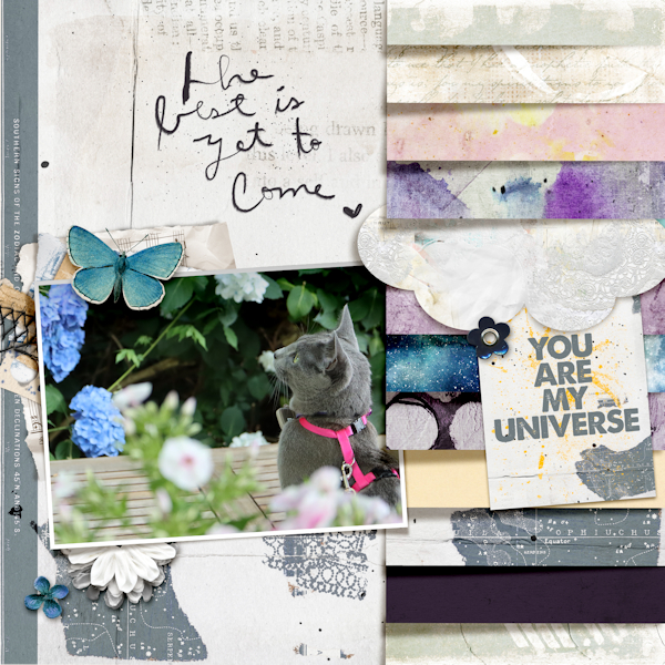Fdd Lbw M3_cat Flowers