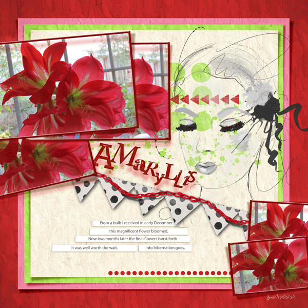 Fdd_amaryllis