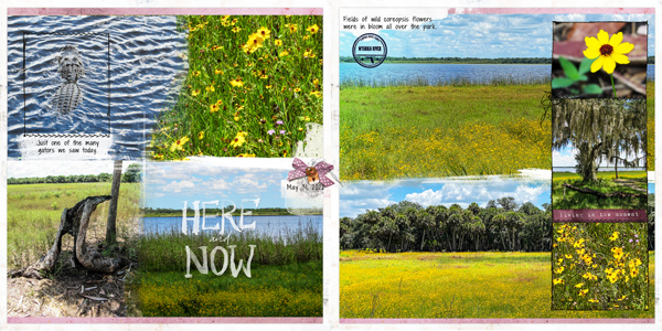 Fields of Coreopsis