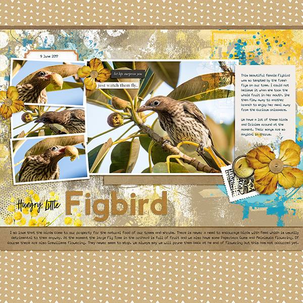 Figbird