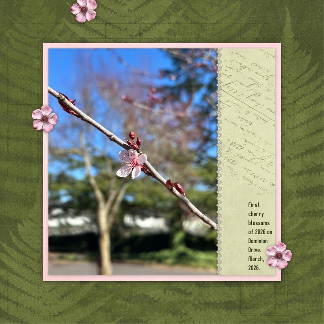 First cherry blossom 2026