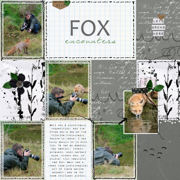 Fox Encounter