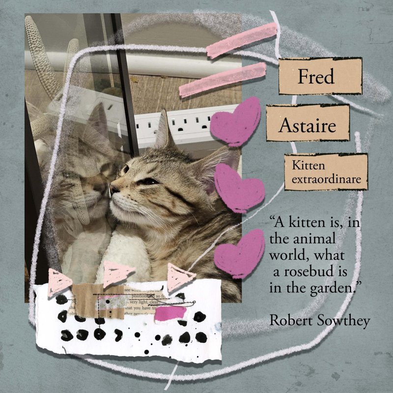 Fred Astaire Kitten Extraordinare