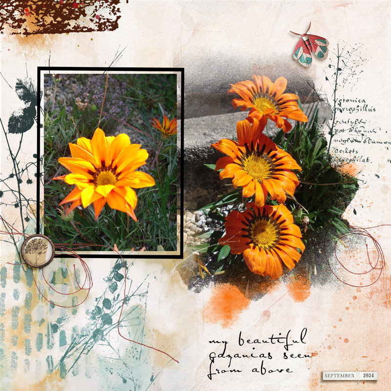 Gazanias