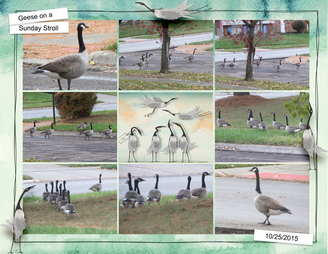 Geese-on-a-Sunday-Stroll
