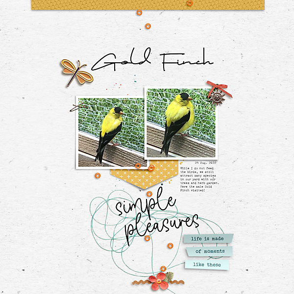 Gold Finch