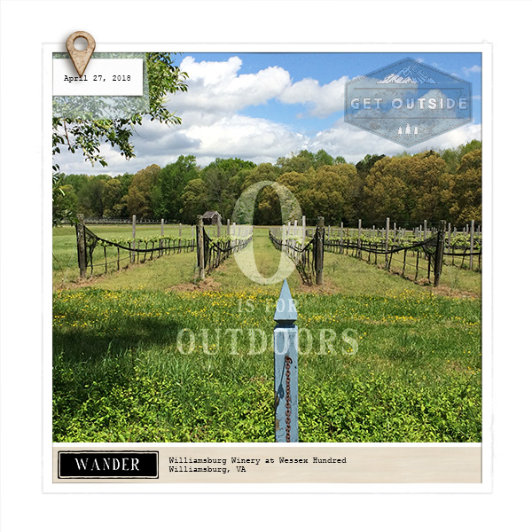 Grapevines