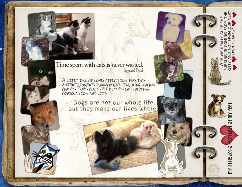 [GRATITUDE] PETS
