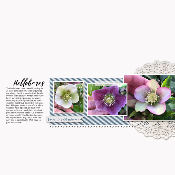 Hellebore_Blooms