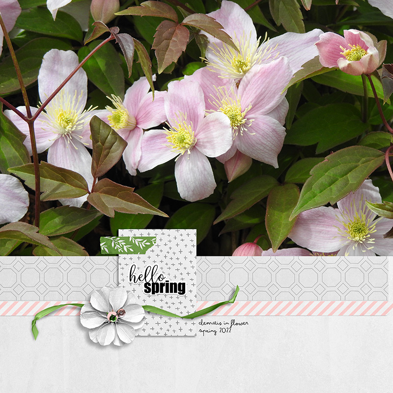 HELLO SPRING