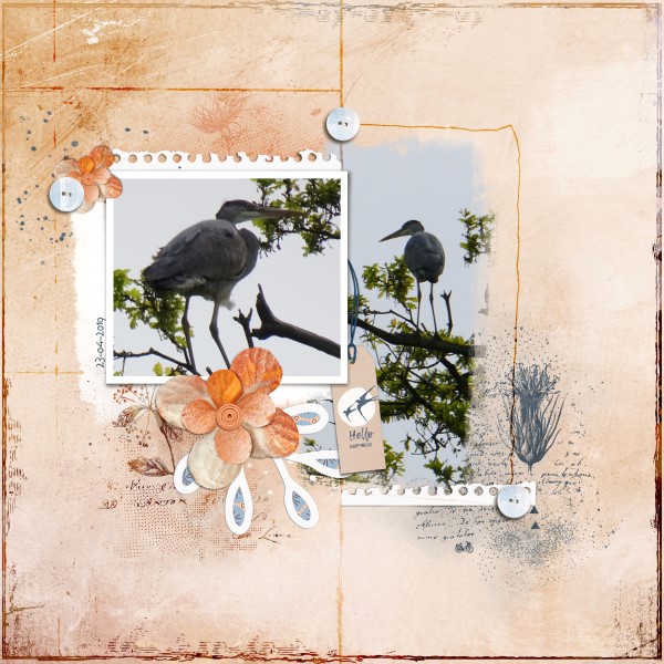 Heron