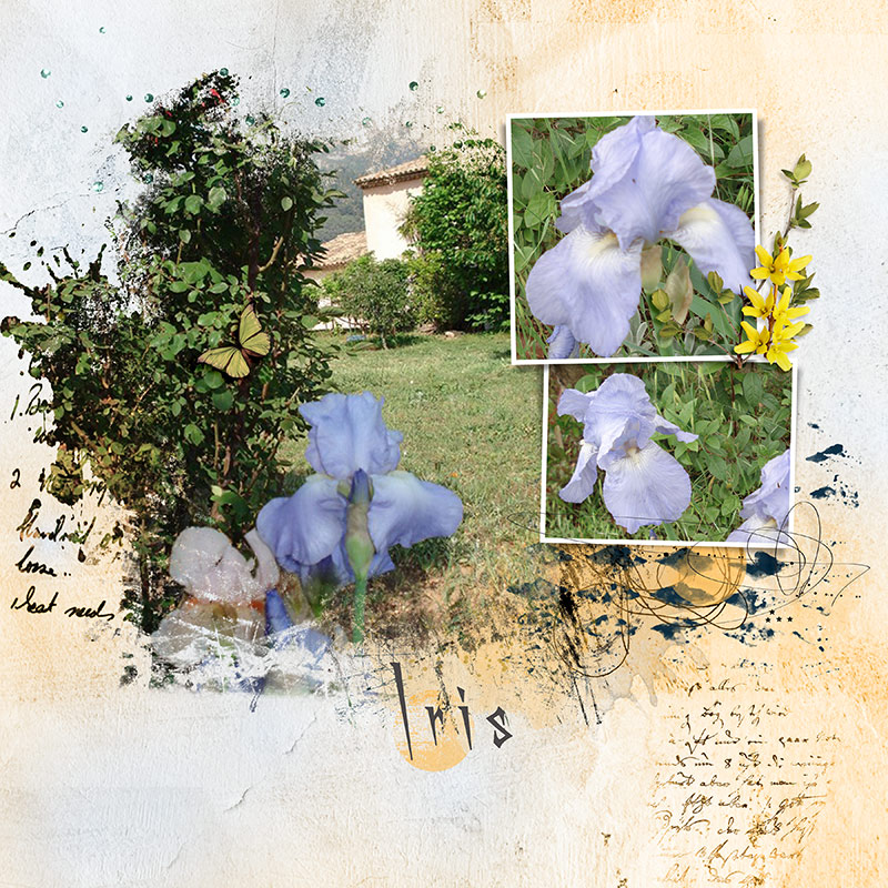 Iris