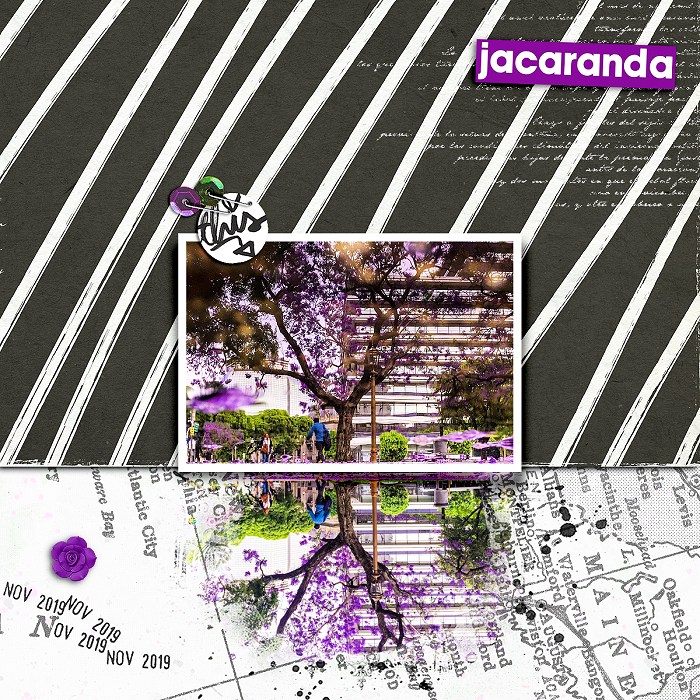 Jacarandá Porteña
