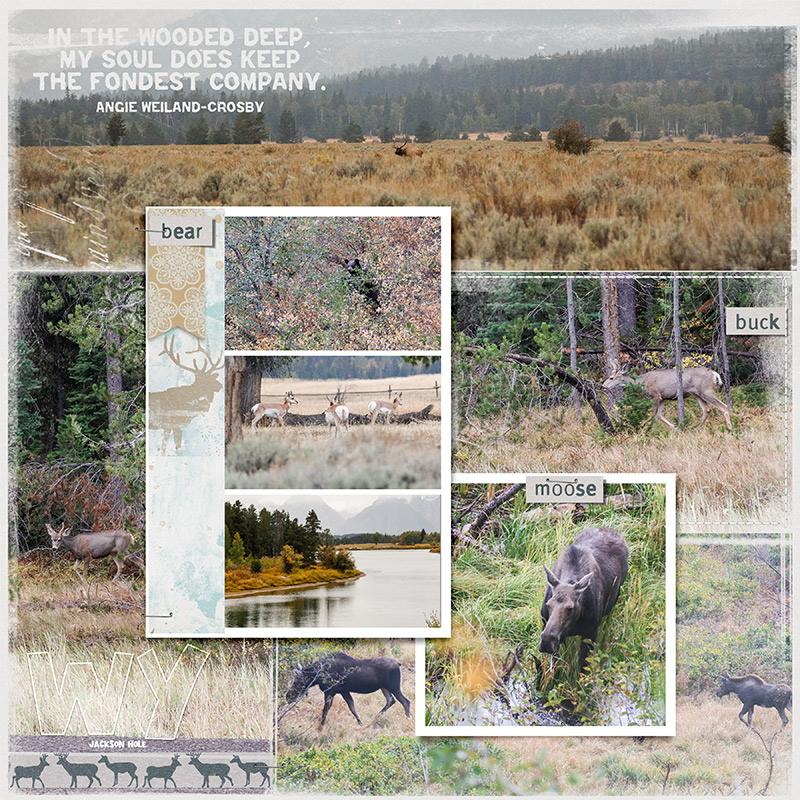 Jackson Hole Animals