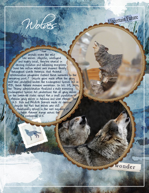 Jan-20-Photography-Challenge-–-Through-a-Lens-of-Possibility--Wolves