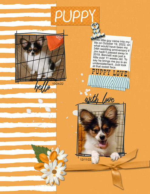 January-1---Blind-Scrap----Puppy