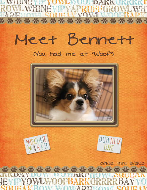 January-11---Create-an-Album-Cover---Meet-Bennett