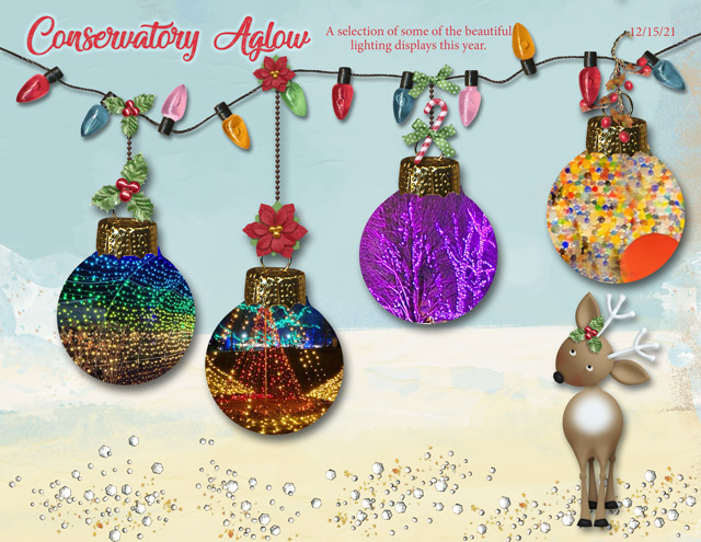 January-3---Dangles---Conservatory-Aglow