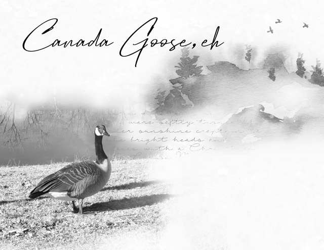 January-4---Blend-Photo-into-Background---Canada-Goose,-eh