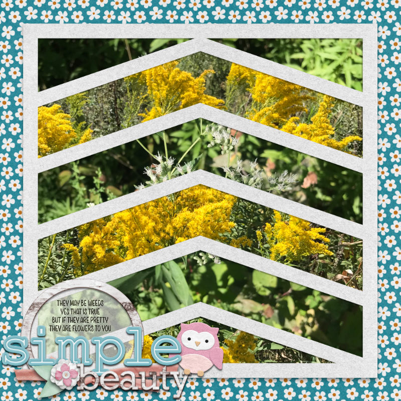 KJSL 6 - Weeds?