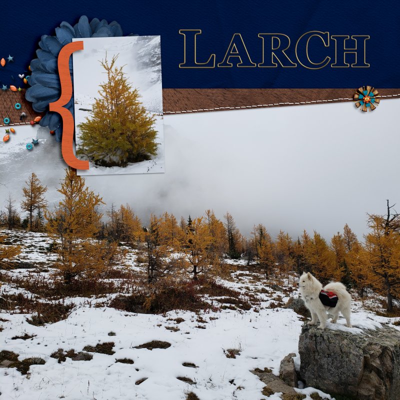 Larch Trees