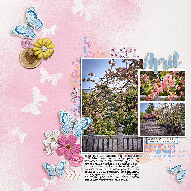 Last Cherry Blossoms - Narita