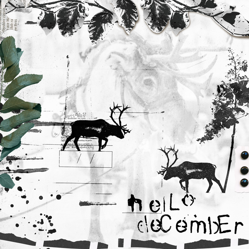 Lily-pad-december-r-jeffries