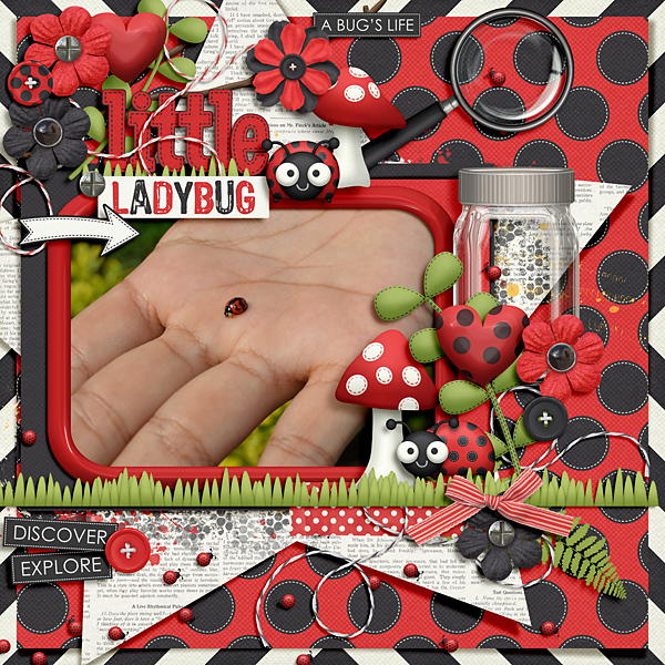 Little ladybug