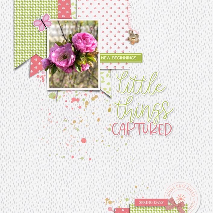 Little Things Captured