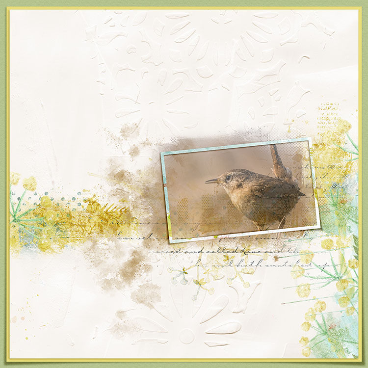Little Wren
