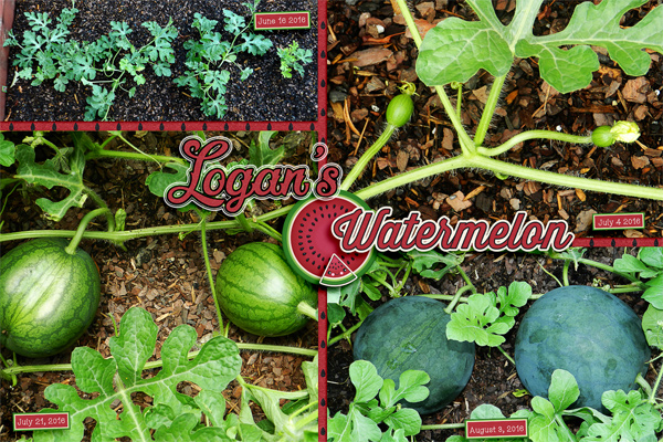 LogansWatermelon