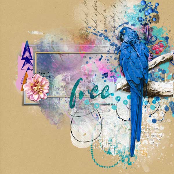 Macaw