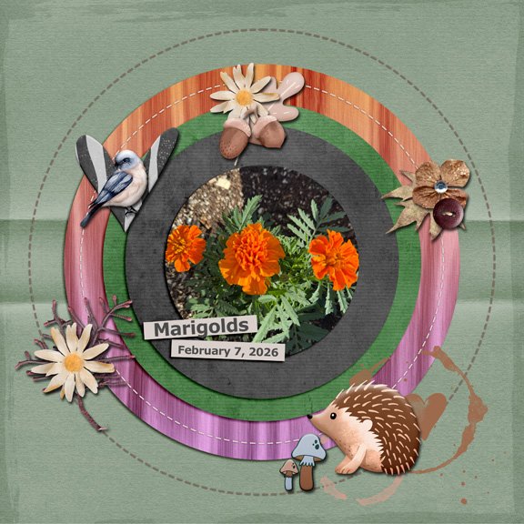 Marigolds 8x8 72.jpg