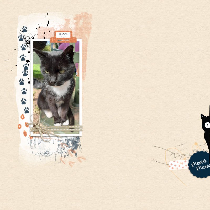 MeowMeow