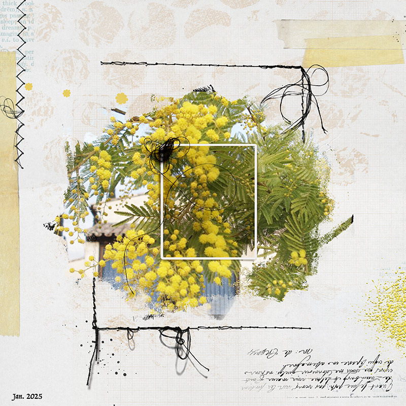 Mimosa