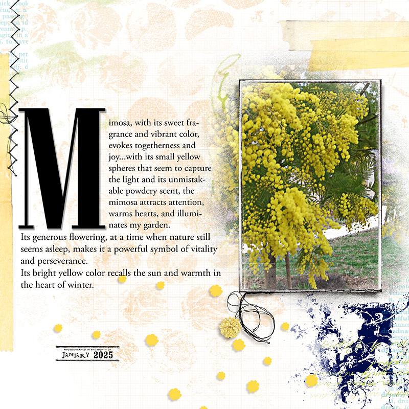 Mimosa