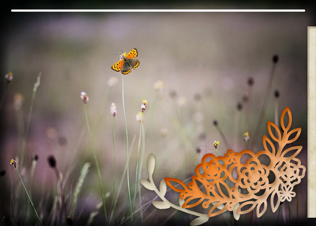 MOC-30_The-Butterfly