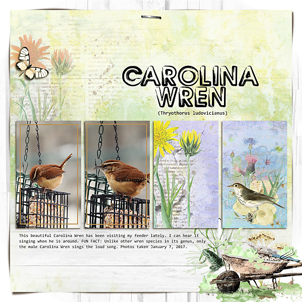 MOC 5, Day 3: Carolina Wren