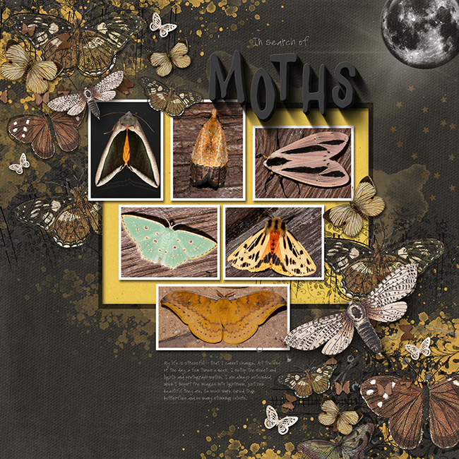 MOC Day 12 Moth Photography