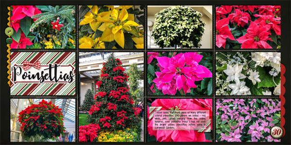 MOC Day3 - Grid Style - Longwood Gardens Poinsettias