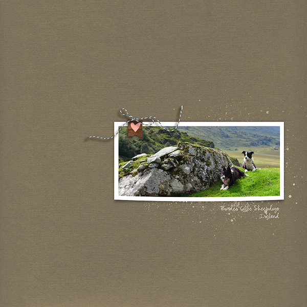 MOC : Sheepdogs Ireland