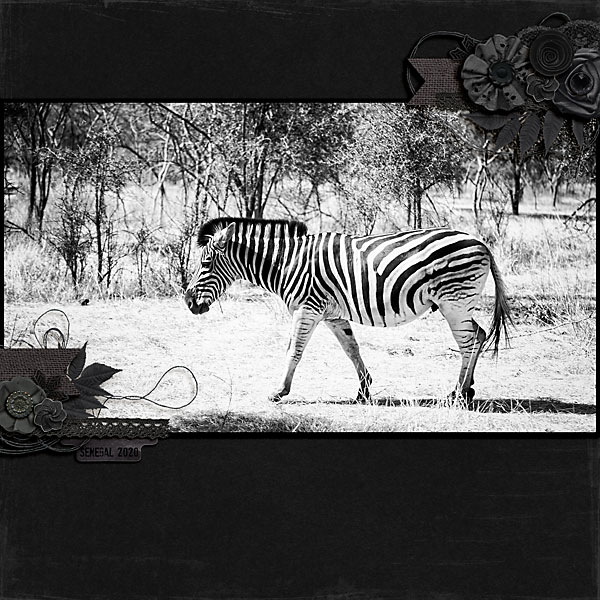 MOC10-18_BlackORWhite_Zebra
