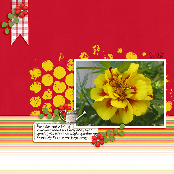 MOC2013_Day 16 _Recent Photo_Marigold